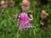 DSC06678