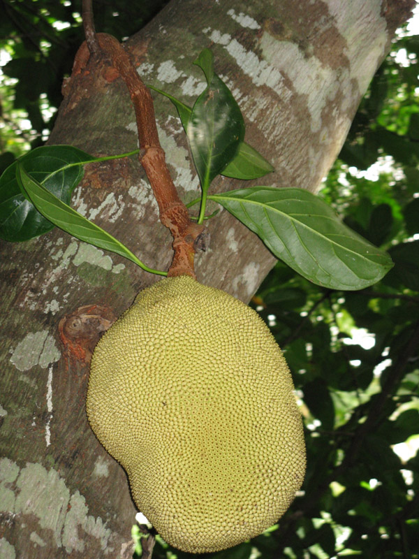 011_Jackfruit