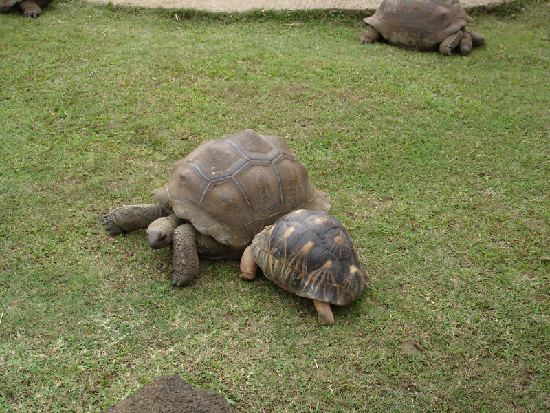 016_Schildkroeten