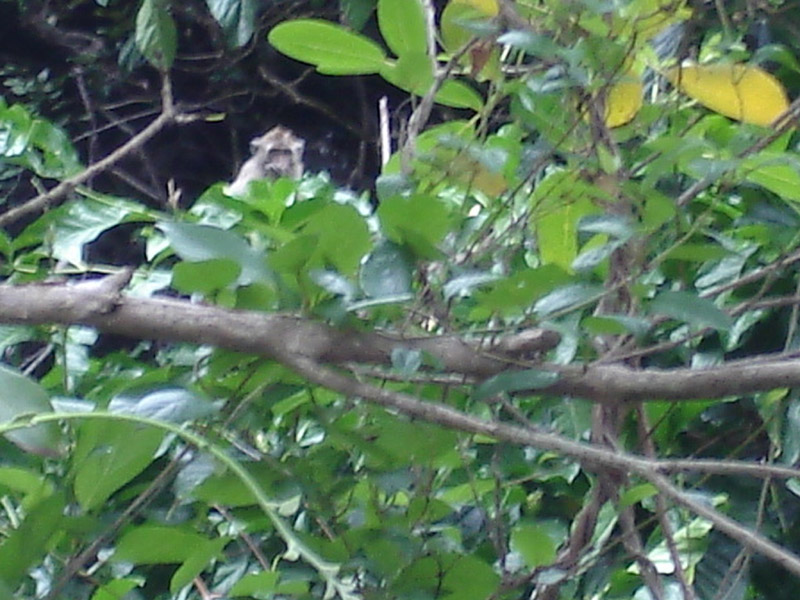 019_Affe