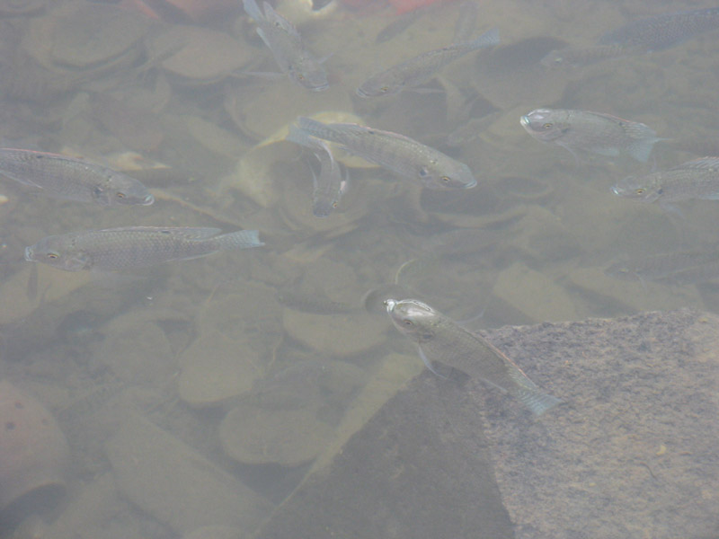 030_Fische-Kratersee