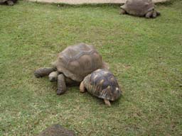 016_Schildkroeten
