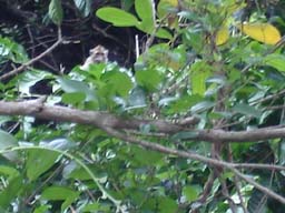 019_Affe