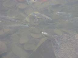 030_Fische-Kratersee