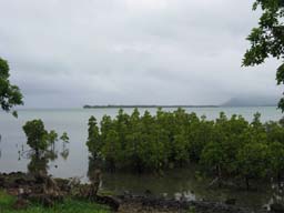 062_Mangroven