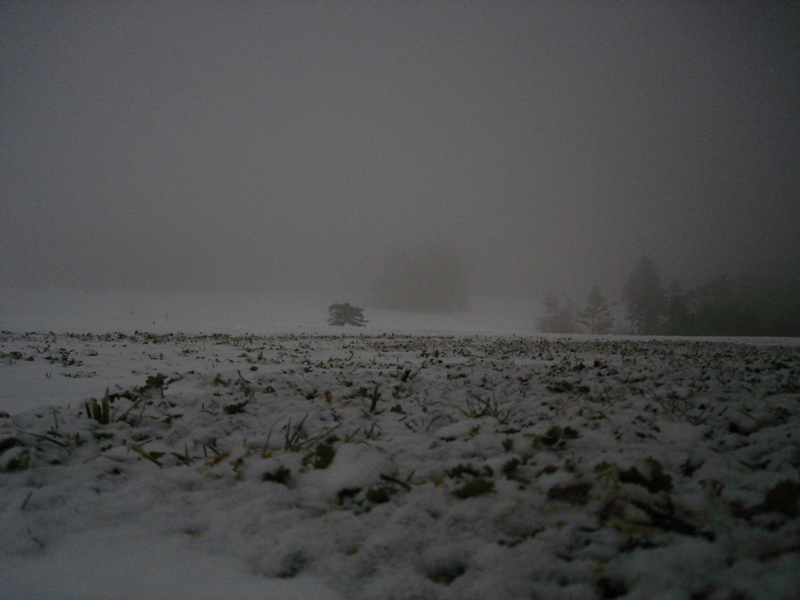 DSC09654_moonlight